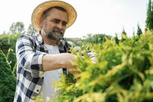 Taking ,care, of bush by using scissors. Senior gardener is at work at daytime photo