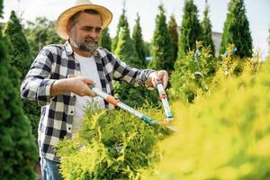 Focused at cutting ,the bush. Senior gardener is at work at daytime photo