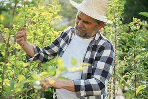 In straw ,hat. Using scissors to cut the plant. Senior gardener is at work at daytime photo
