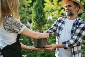 Taking a plant ,in a pot. Woman and man are working in the garden together with plants photo