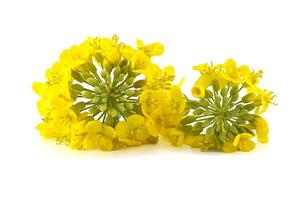 Close-up of rapeseed flower clusters isolated on white background photo