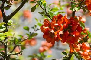 Japanese quince blooming with intense orange flowers in spring photo