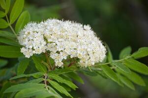 A stunning close-up shot showcasing a vibrant cluster of white rowan flowers in full bloom. photo