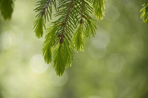 Fresh green needles of an evergreen tree branch are illuminated with soft sunlight in spring. photo