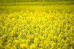 Vibrant Yellow Canola Field in Full Bloom on a Bright Day photo
