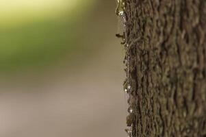 Close-up view of tree trunk with glistening sap drops in soft natural sunlight. photo