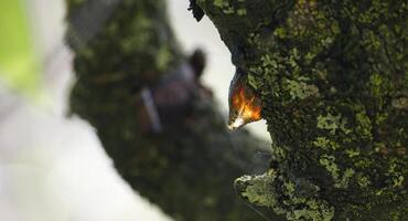 Sunlit amber resin drips from a moss-covered tree branch, showcasing natural texture. photo