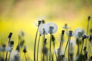 Close-up shot of dandelion seed heads, illuminated by soft golden sunlight, creating dreamy ambiance photo