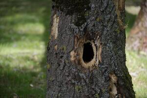 Detailed shot of a tree trunk shows a woodpecker's nest hole in the rough bark and green background. photo