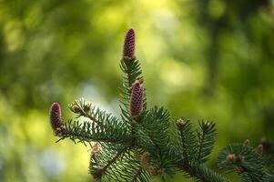 Detailed close-up view of a fir tree branch adorned with fresh pine cones and needles. photo