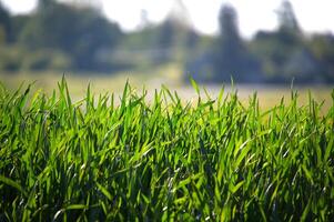 Close-up of lush green grass, bathed in sunlight, creating a serene natural scene. photo