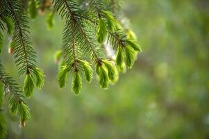 Close-up image showcasing the fresh, vibrant green of a spruce branch in spring. photo
