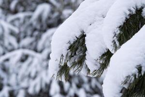 White snow on a bare tree branches on a frosty winter day, close up. Natural background. Selective botanical background. High quality photo. photo