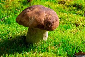 Boletus edulis is edible mushroom. Pporcini on moss in forest. Healthy and delicates food photo