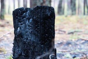 Smoke rising from a burned forest. Forest Fire. Development of forest fire. Flame is starting damage of trunk. Severe burn Fire destroyed everything Left only scorched trees and ashes. photo