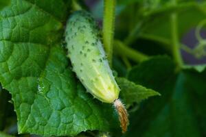 Young plants blooming cucumbers with yellow flowers, close-up on a background of green leaves. Growing and blooming young cucumbers on a branch in a greenhouse. Close-up photo
