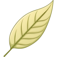 Green Leaf with Delicate Vein Structure png