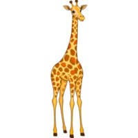 Side view of a giraffe with detailed spotted pattern png