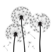 Blowing Dandelion. Outline illustration. vector