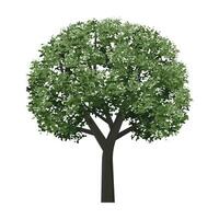 Big tree isolated on white background. Landscape object for outdoor graphic, architecture drawing, elements for environment vector