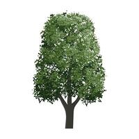 Big tree isolated on background. Landscape object for outdoor graphic, architecture drawing, elements for environment and gardening. illustration. vector