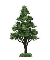 Green tree isolated on white background. Landscape object for outdoor graphic, architecture drawing, elements for environment and gardening vector