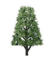 Big tree isolated on white background. Landscape object for outdoor graphic, architecture drawing, elements for environment and gardening vector