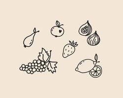 Set of line art fruits isolated. Coquette whimsical hand drawn doodle sketch grape, apple, pear, lemons and figs outline illustration vector