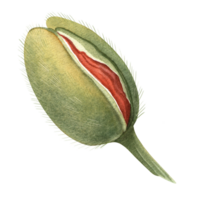 Poppy bud beginning to bloom, showing red petals inside green shell. Hand-drawn botanical isolated watercolor element. Great for botanical themes and floral collections with poppy flowers and bouquets png