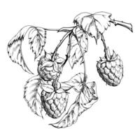 Raspberry leaves berries hanging on thorny spiked branch ink hand drawn. Ripe dewberry mulberry loganberry. Isolated botanical illustration. Home preserves cookbook, grocery store, closeup card vector