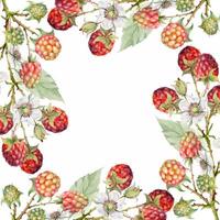 Raspberry square frame, berries leaves flowers on thorny spiked branch hand drawn in watercolor. Ripe dewberry mulberry. Isolated border illustration. Home preserves, grocery store, realistic closeup vector