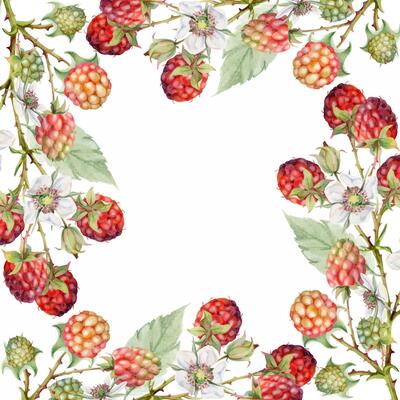 Raspberry square frame, berries leaves flowers on thorny spiked branch hand drawn in watercolor. Ripe dewberry mulberry. Isolated border illustration. Home preserves, grocery store, realistic closeup