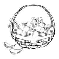 Cranberry lingonberry with leaves in weaved basket, hand drawn in ink, heap of ripe picked forest berry harvest. Isolated illustration for restaurant, cafe menu, recipe book, farmers market vector