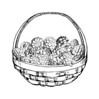 Raspberry in weaved basket, hand drawn in ink, heap of ripe picked garden berry harvest, dewberry cloudberry mulberry. Isolated illustration. Restaurant menu, cookbook, farmers market grocery vector