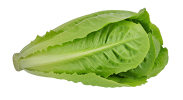 Tender Light Pastel Green Butter Lettuce with Softly Lobed Velvety Leaves png