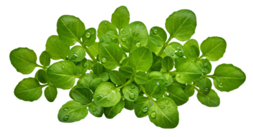 Detailed Watercress with Tiny Compound Leaves, Light Green Tones, and Fine Serrations png