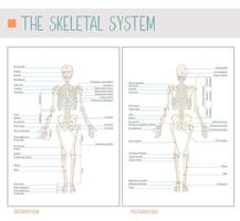The skeletal system. Comprehensive Front and Back Views vector