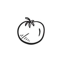Tomato black and white drawing, sketched vegetable. vector