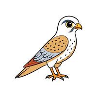 Cartoon illustration of kestrel isolated on white background standing still vector