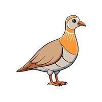 Cartoon partridge bird standing profile view with orange neck vector