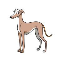 Cartoon tan Italian Greyhound standing on a white background vector