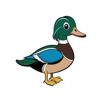 Cartoon Mallard Duck Standing Isolated on White Background vector