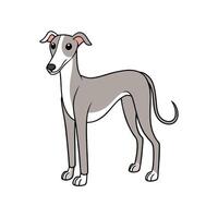 Cartoon style greyhound dog standing and looking to side vector