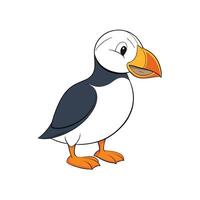 Cartoon Atlantic puffin bird standing on white background illustration vector