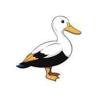 Cartoon Illustration of a Standing Common Eider Duck vector