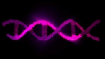 A close-up of the DNA double helix structure, highlighted in bright purple, showing its twisted ladder-like structure in looping motion. video