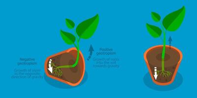 3D Isometric Flat Illustration of Geotropism and Gravitropism In Plants, Movement in Response to Light vector