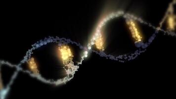 A close-up of the DNA double helix structure, highlighted in gold against a black background, showing its twisted ladder-like structure in looping motion. video