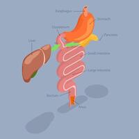 3D Isometric Flat Illustration of Human Digestive System, Process of Dissolution, Absorption and Fermentation vector