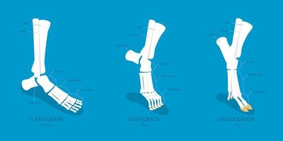 3D Isometric Flat Illustration of Comparison of Plantigrade, Digitigrade and Unguligrade, Walking Methods of Human and Animals vector